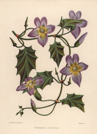Laurel Clockvine or Blue Trumpet Vine, Thunbergia Laurifolia by Unknown